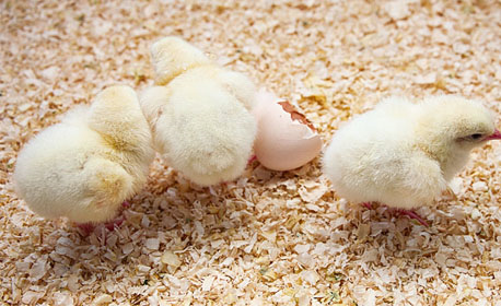 مقایسه پرورش مرغ تخمگذار با مرغ گوشتی